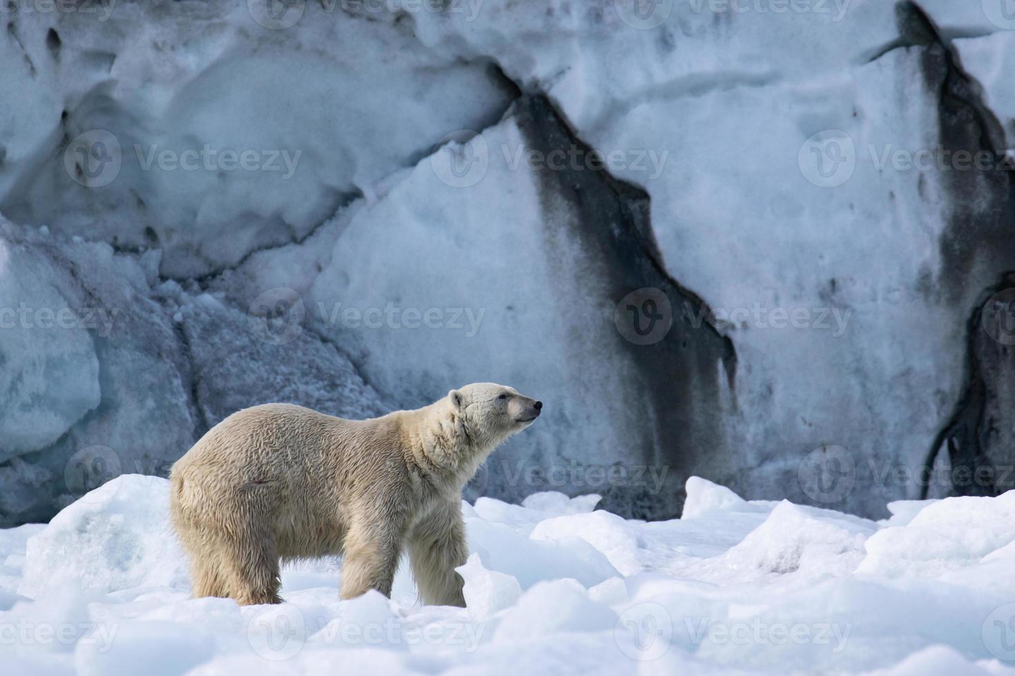 un ours polaire sur la glace de mer dans l'arctique photo