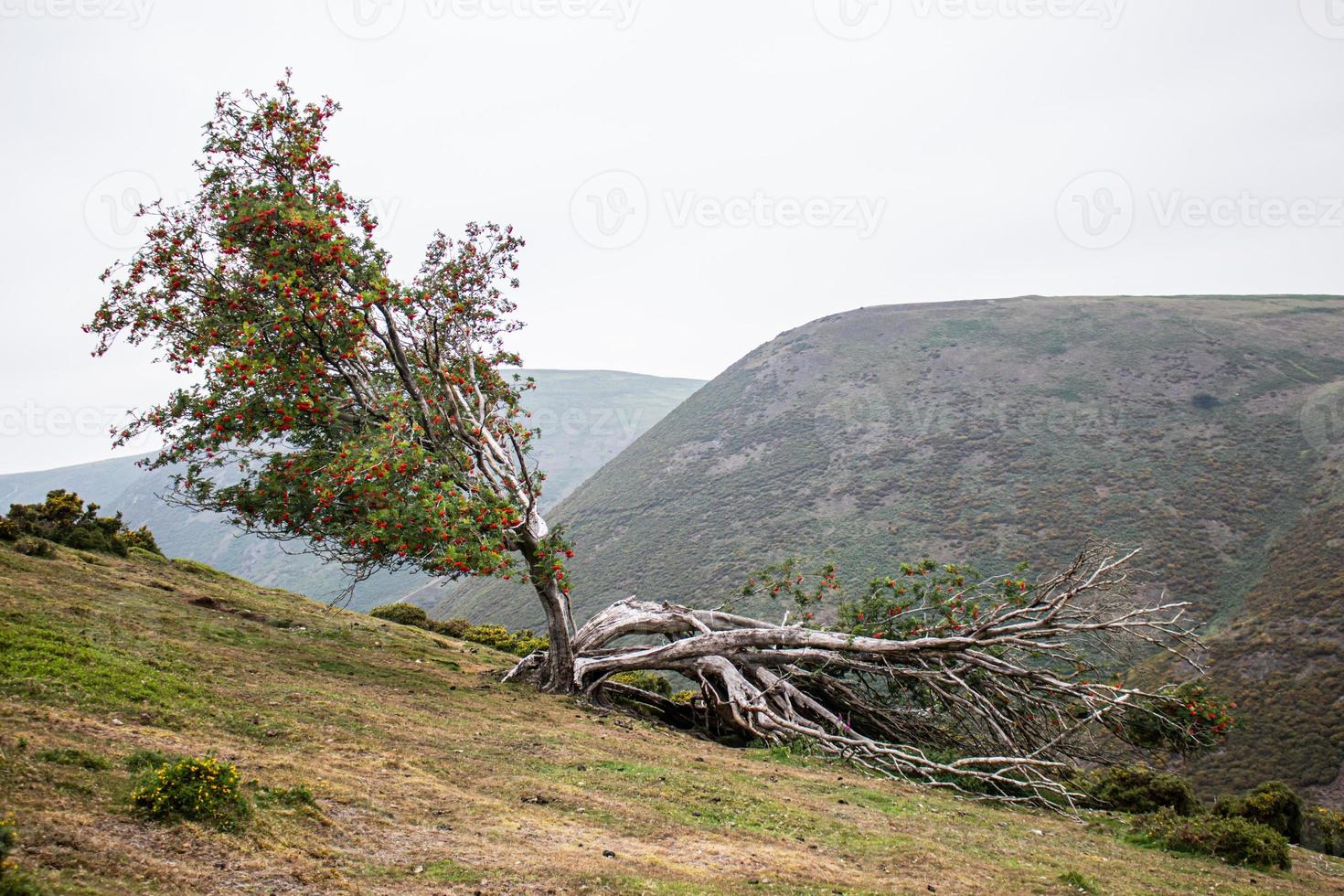 Un arbre divisé en deux sur une colline dans le Shorpshire photo