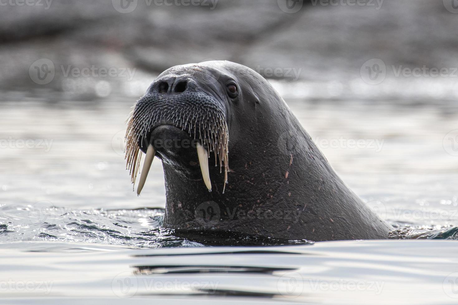 un morse nageant à svalbard dans l'arctique photo