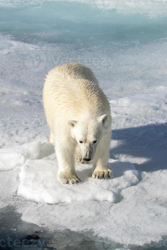 un ours polaire sur la glace de mer dans l'arctique photo