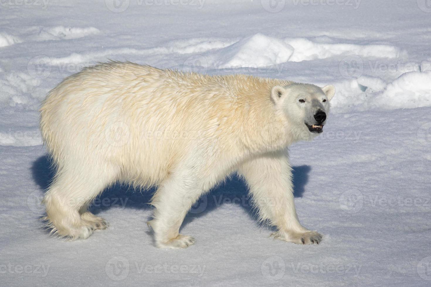 un ours polaire sur la glace de mer dans l'arctique photo