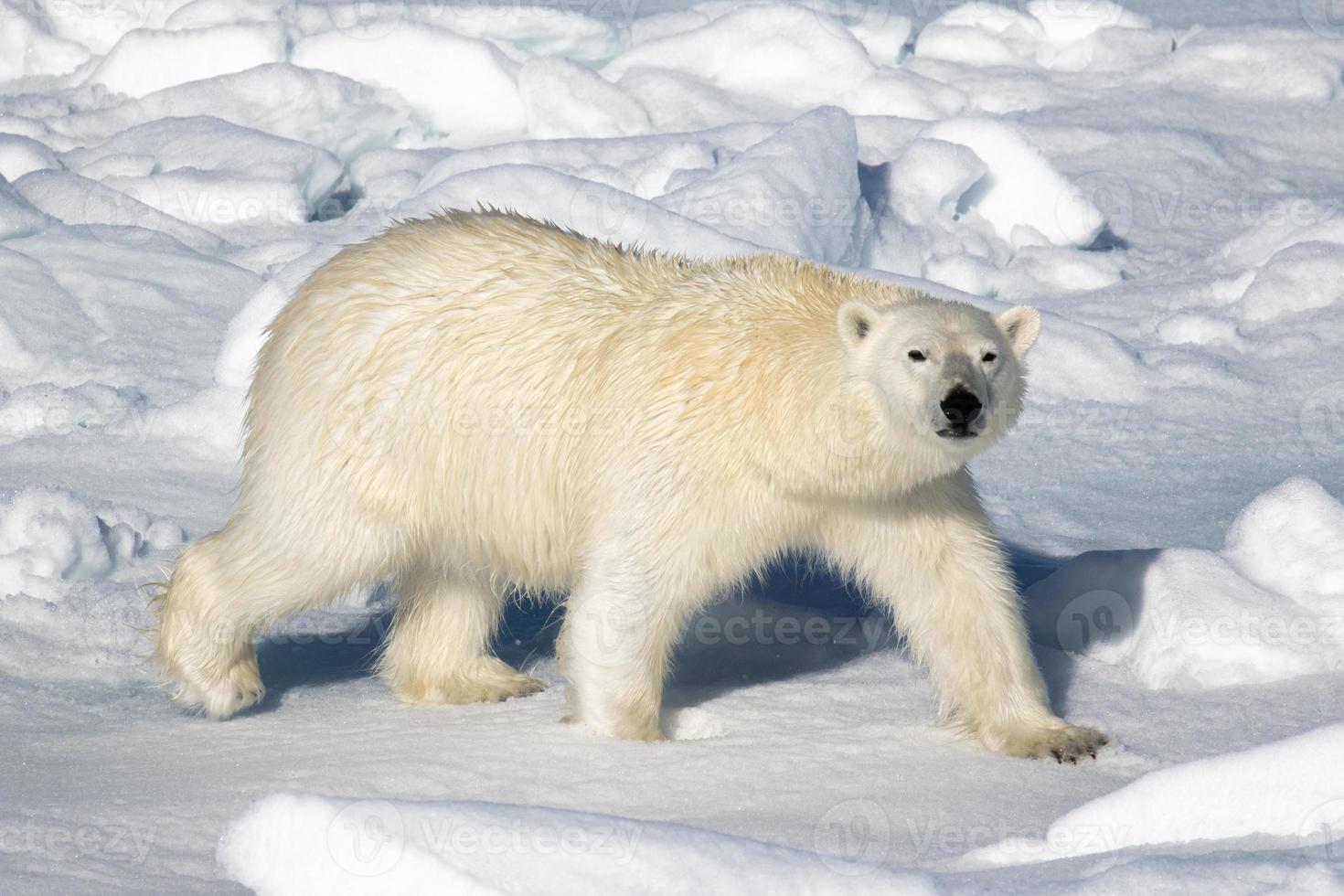 un ours polaire sur la glace de mer dans l'arctique photo