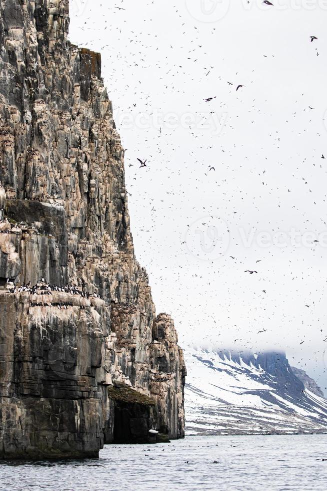 Brunnichs colonie de guillemots à alkefjellet, svalbard photo