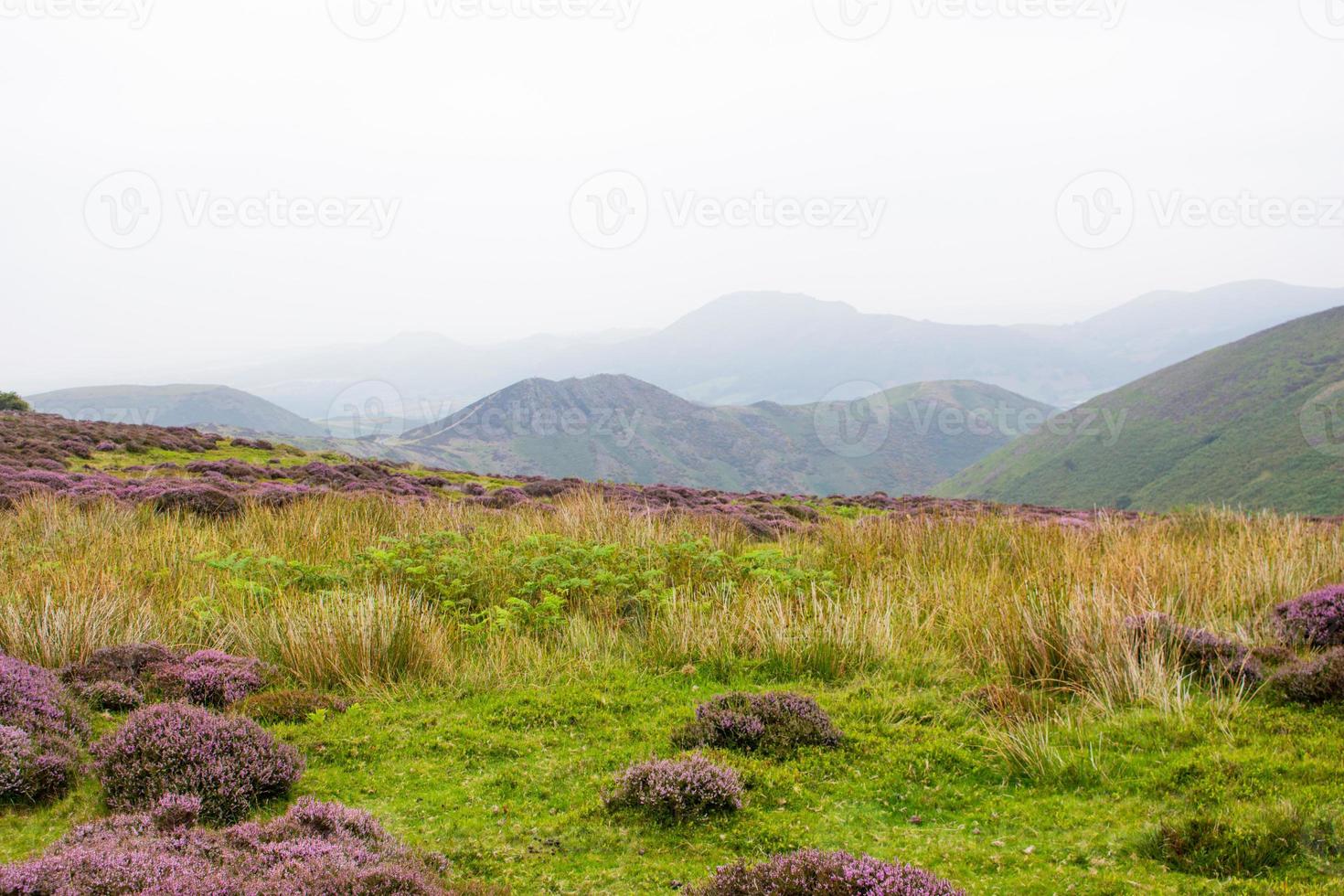 landes sur les collines du shropshire avec purple heather photo