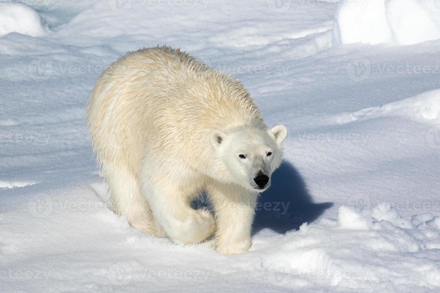 un ours polaire sur la glace de mer dans l'arctique photo