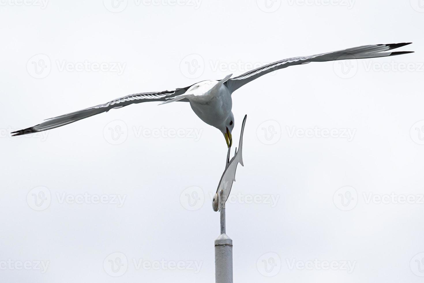 une mouette tridactyle picorant une girouette en forme de poisson photo