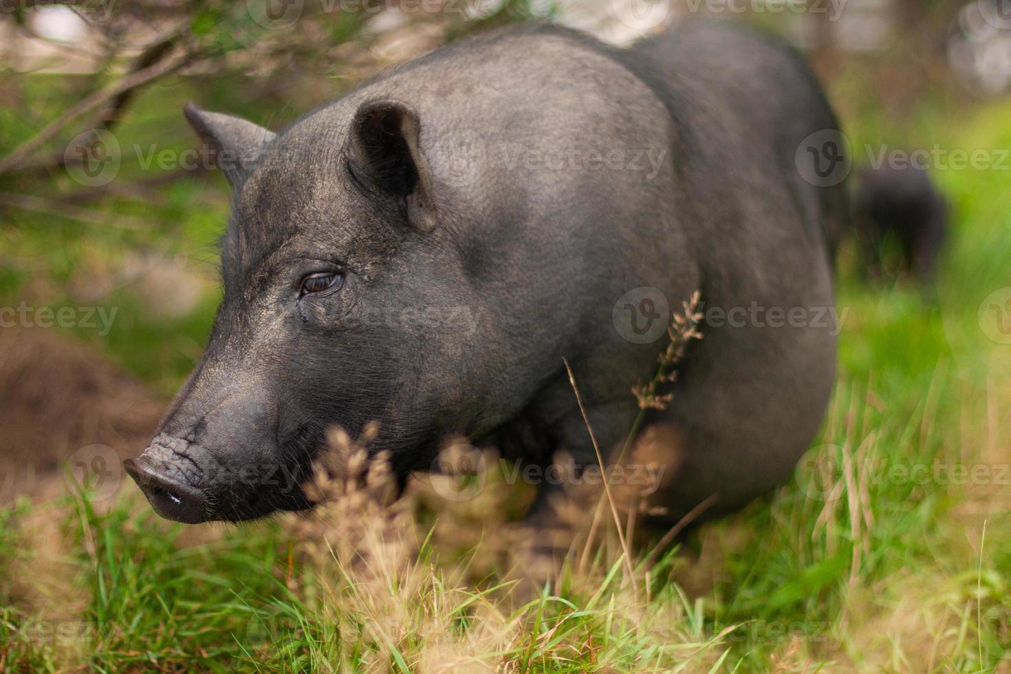 cochon noir adulte photo