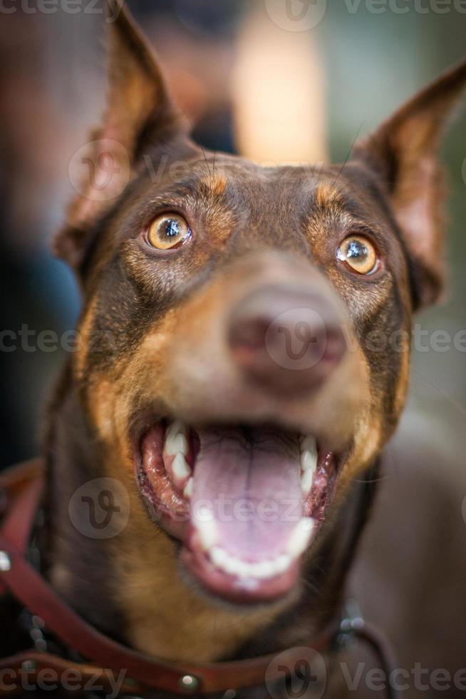 beau portrait chien race doberman photo