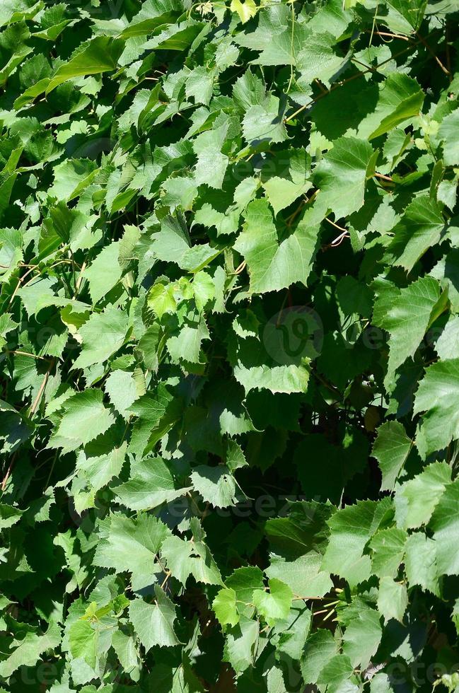 texture d'un mur recouvert de lierre de feuilles vertes dans un vignoble photo