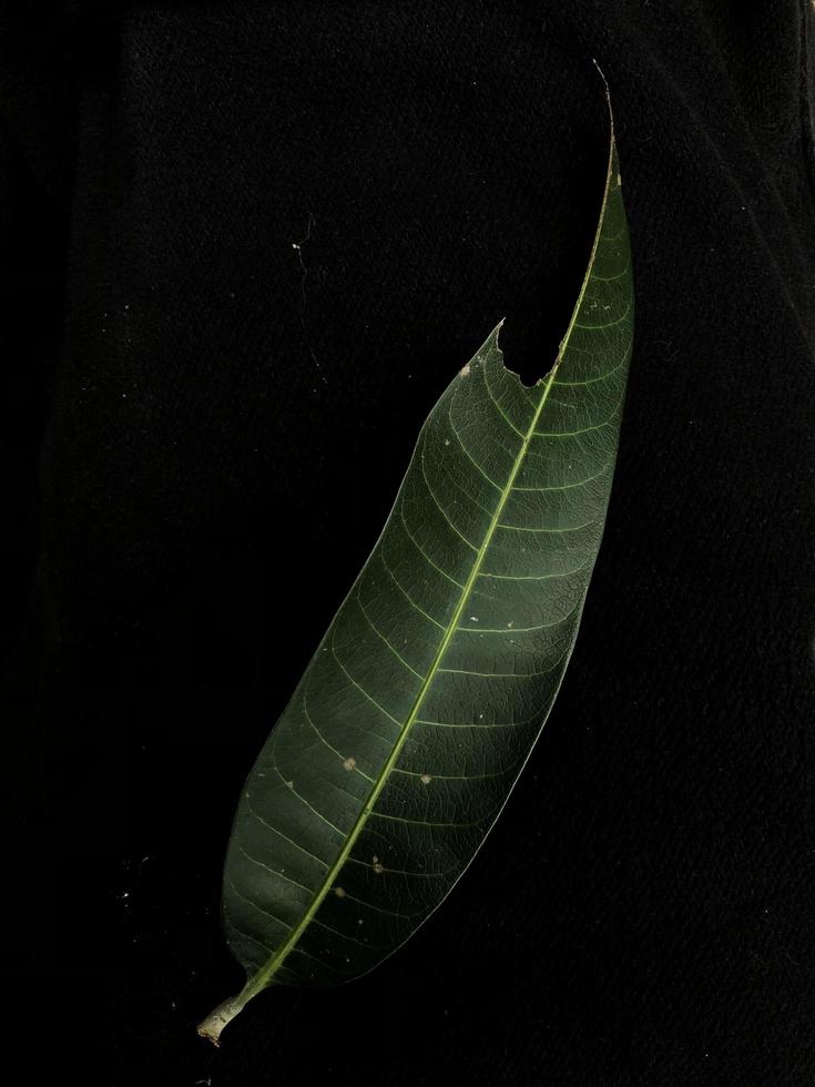 texture de feuille de mangue avec des grains d'eau pour le fond de papier peint photo