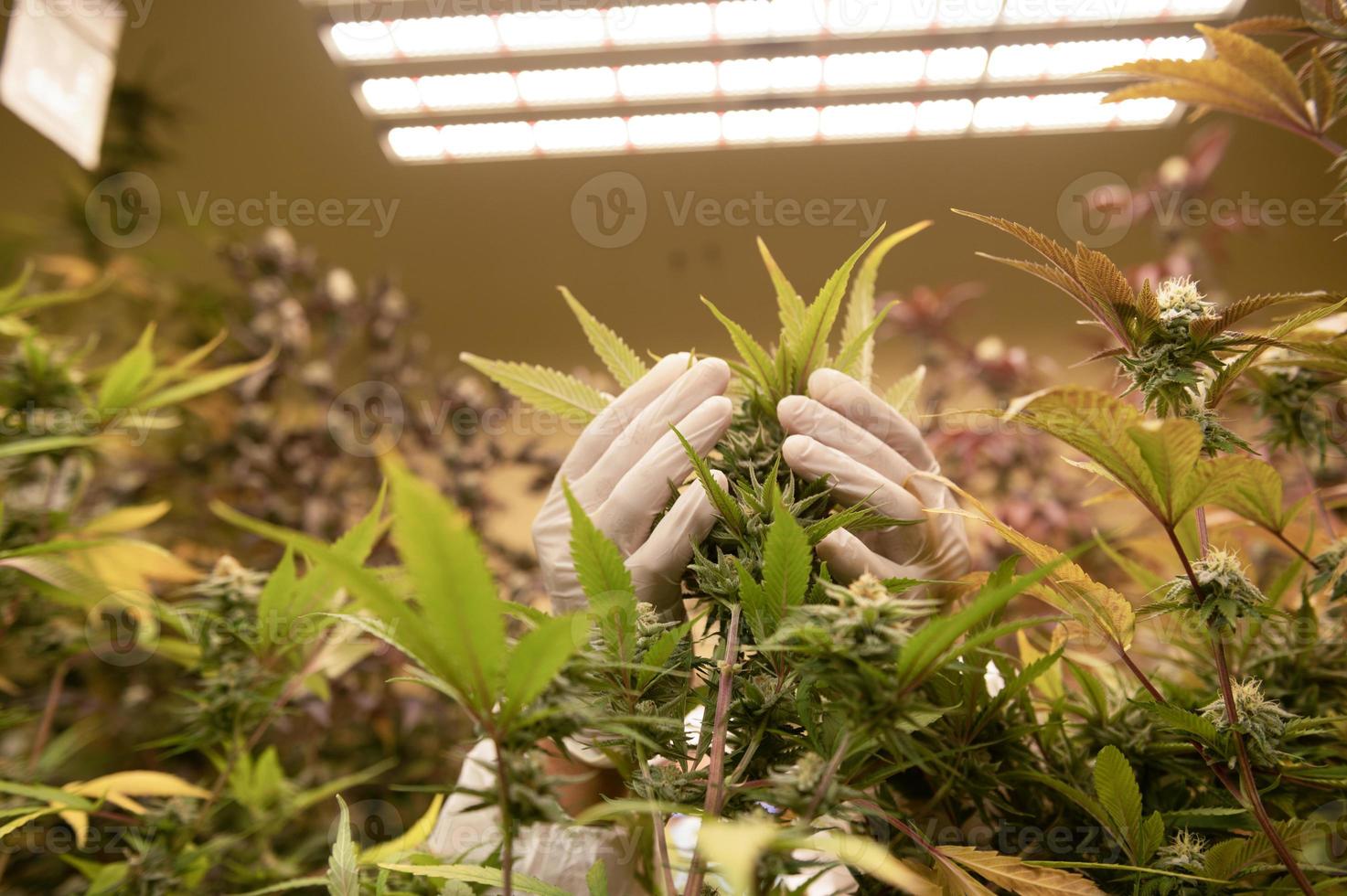 des scientifiques portant des masques, des lunettes et des gants inspectent des plants de marijuana dans une serre. traitement alternatif à base de plantes huile cbd industrie pharmaceutique photo