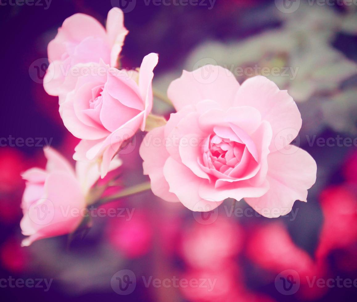 rose rose dans le jardin avec effet de filtre rétro photo