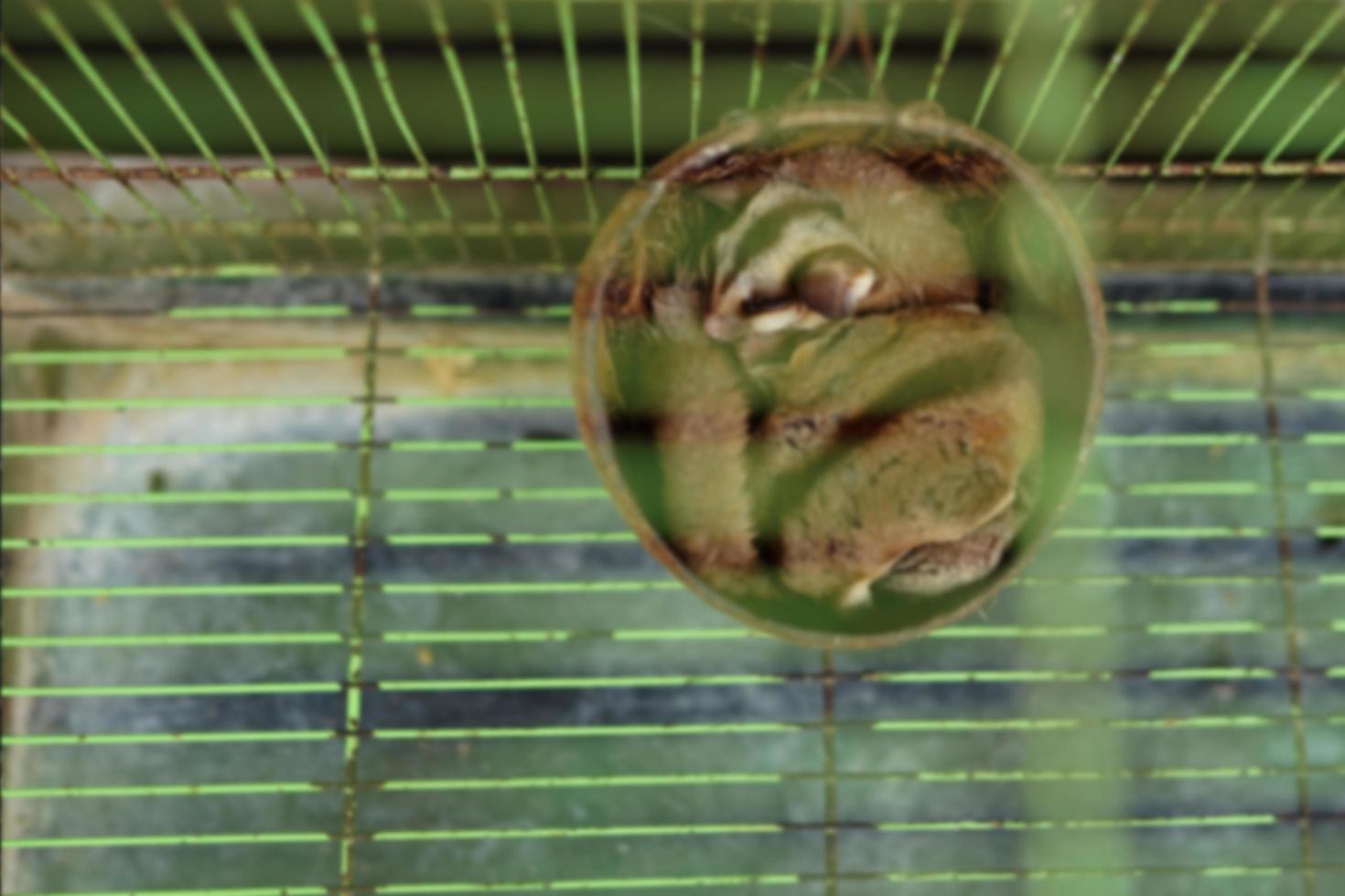 adorable planeur de sucre animal dans une cage avec maison en coquille de noix de coco photo