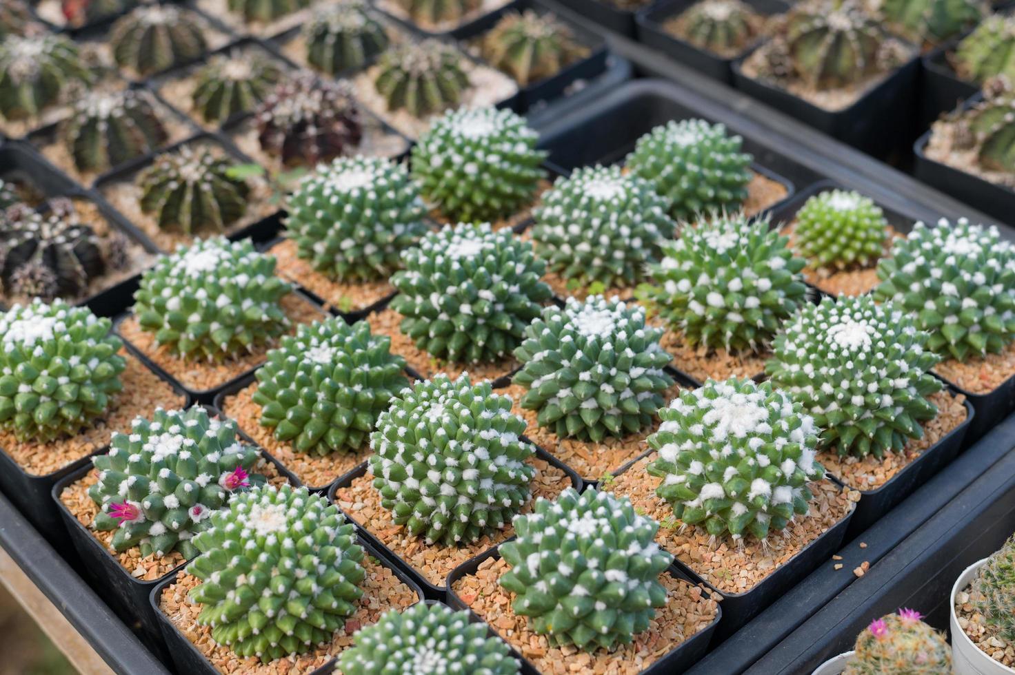 pot de cactus miniature décorer dans le jardin, divers types beau marché de cactus ou ferme de cactus photo