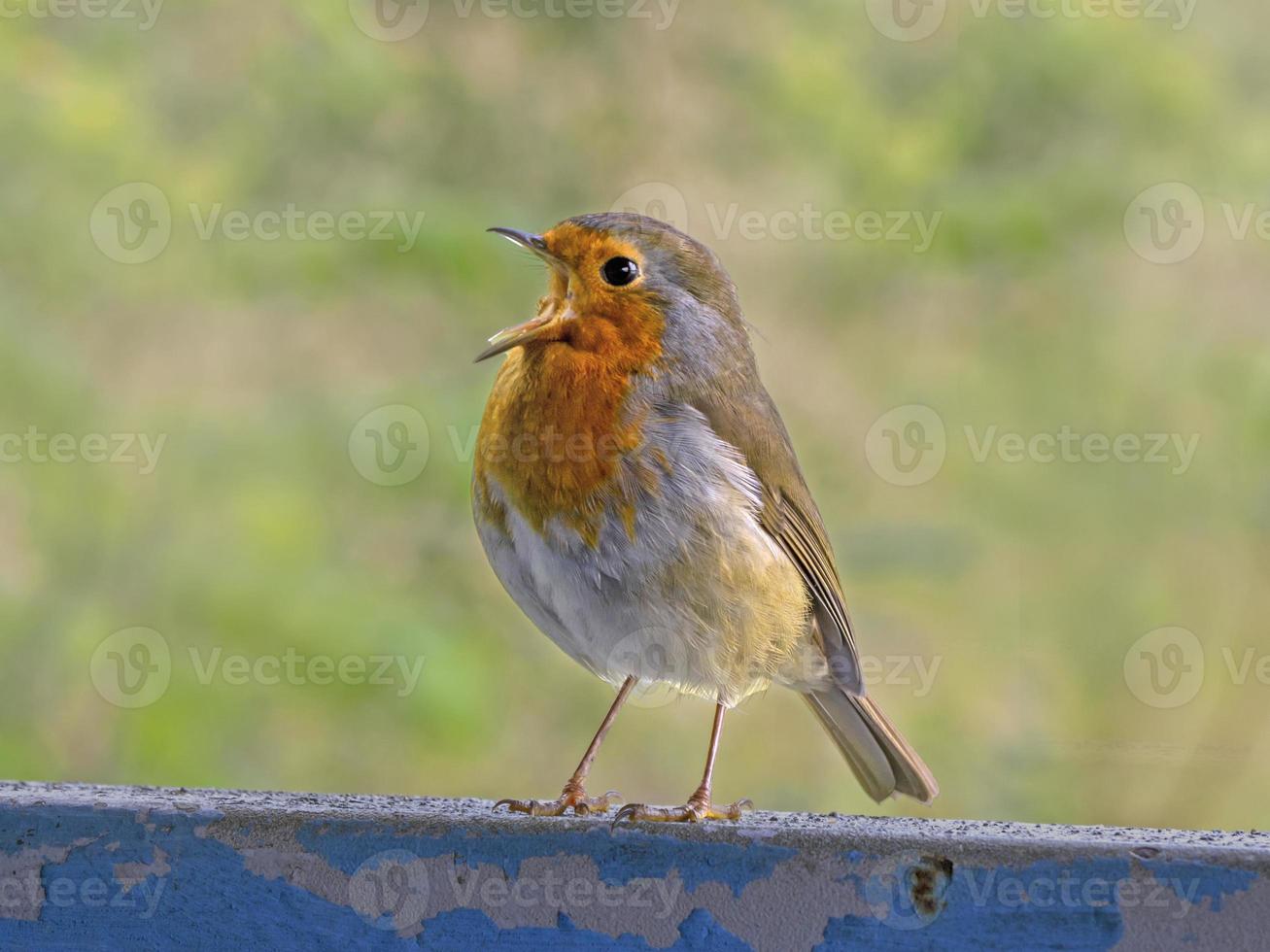 chantant robin sur une clôture métallique photo