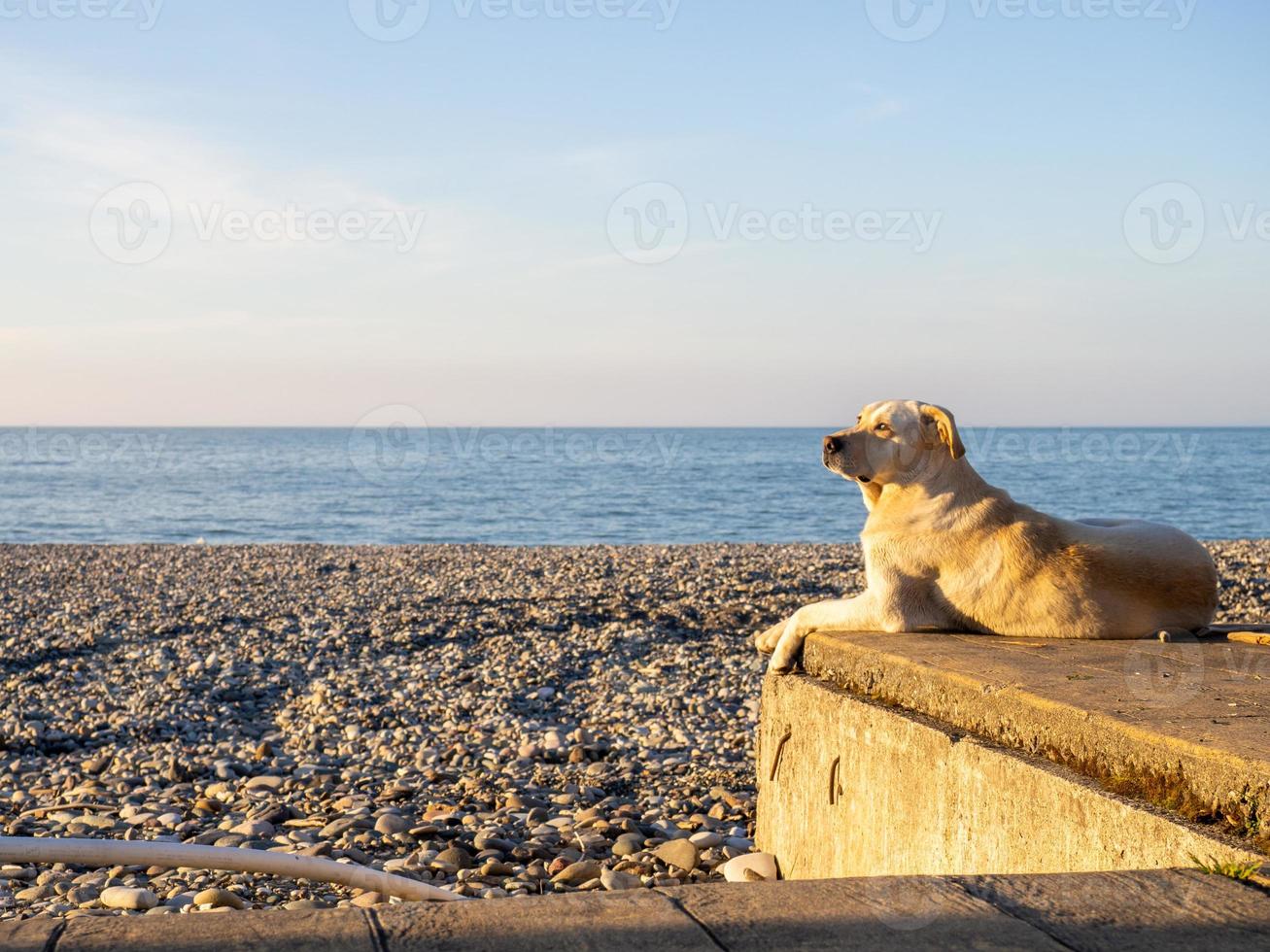 le chien sur la jetée regarde le coucher du soleil. le chien se prélasse au soleil. plage rocheuse de la ville du sud. photo