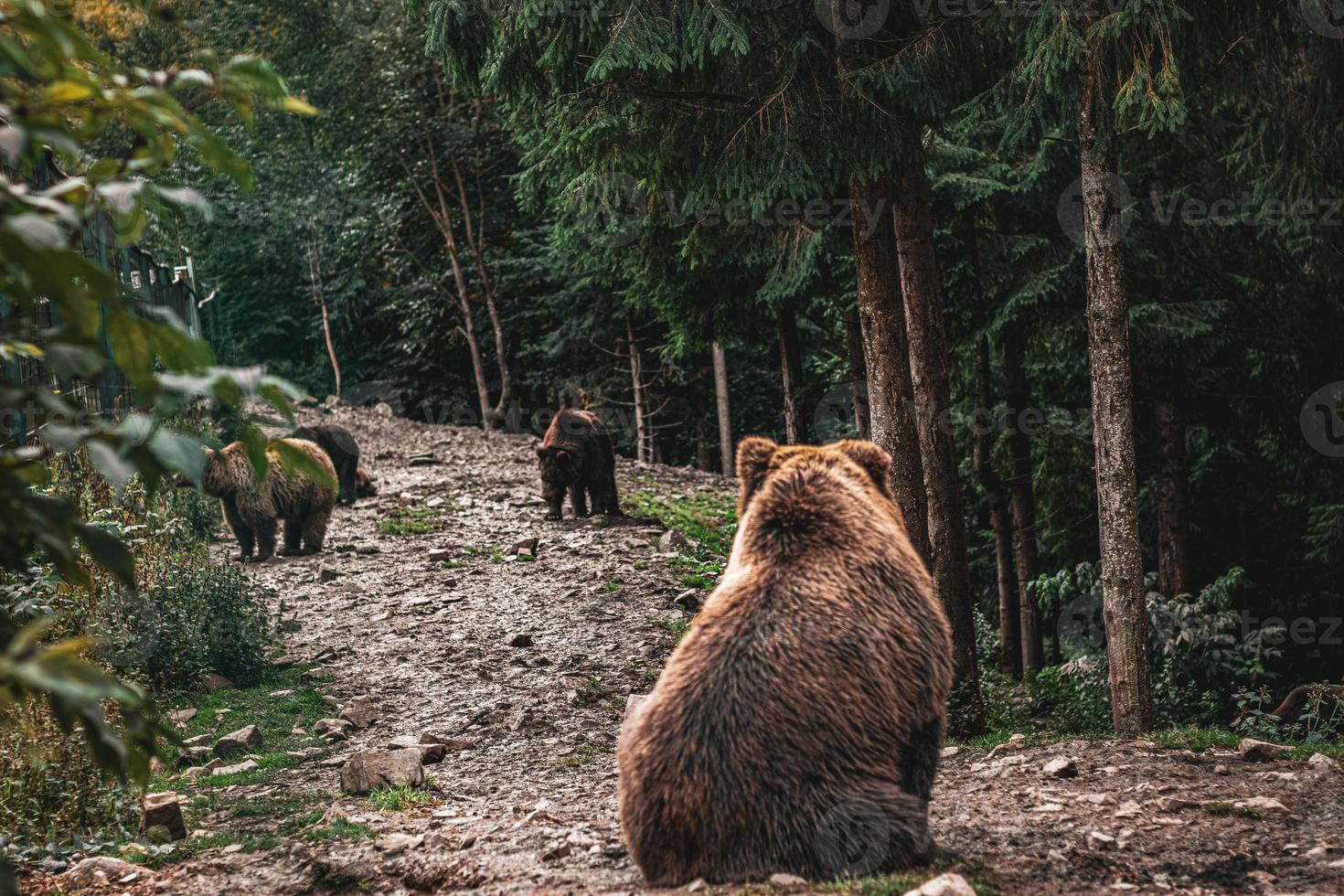 famille d'ours bruns dans la forêt. belle vue sur la forêt photo
