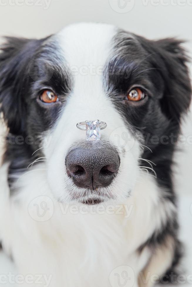 veux-tu m'épouser. portrait drôle de mignon chiot border collie tenant une bague de mariage sur le nez isolé sur fond blanc. fiançailles, mariage, concept de proposition photo