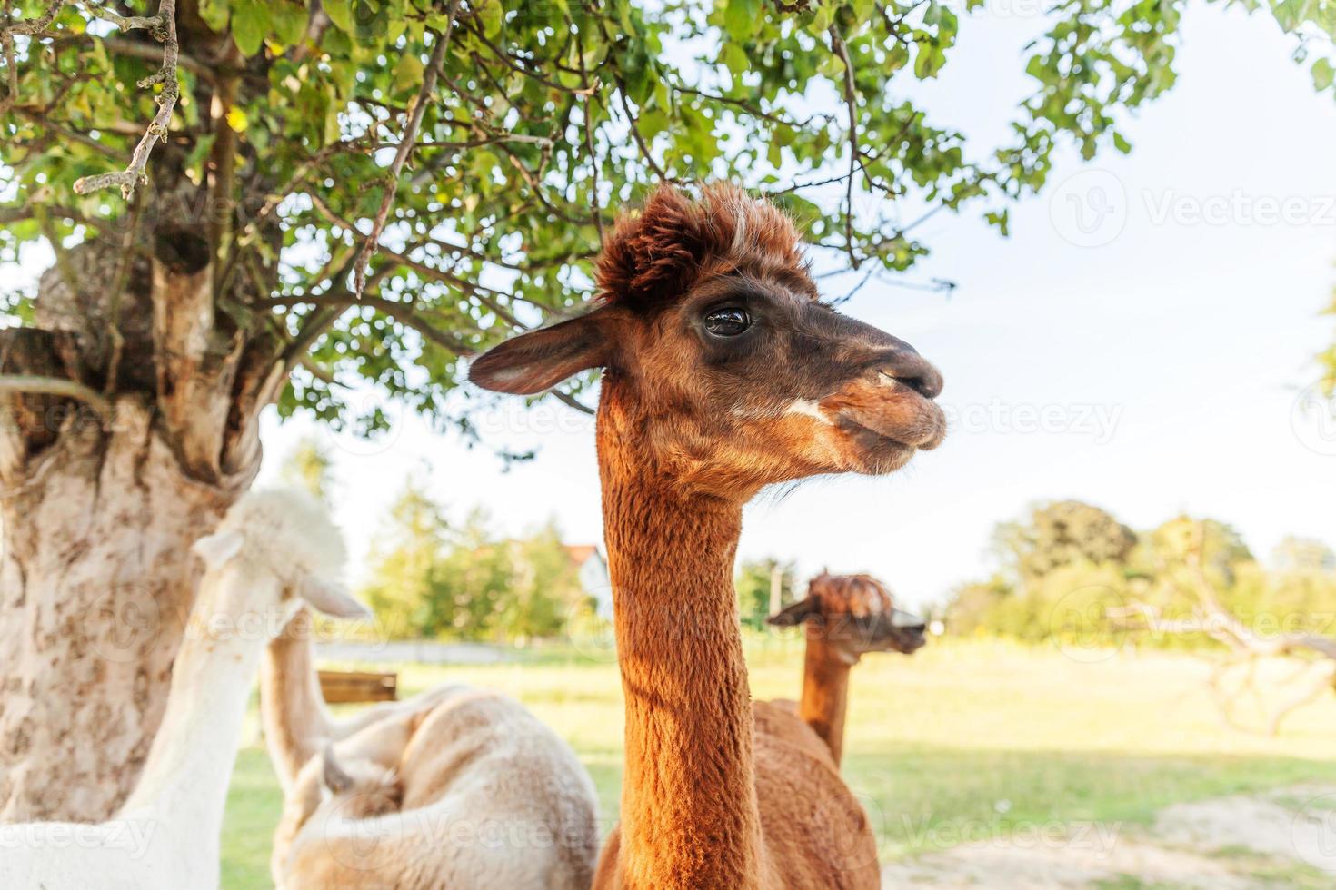 alpaga mignon avec drôle de visage relaxant sur le ranch en été. alpagas domestiques broutant dans les pâturages en arrière-plan naturel de la campagne écologique de la ferme. concept de soins aux animaux et d'agriculture écologique photo