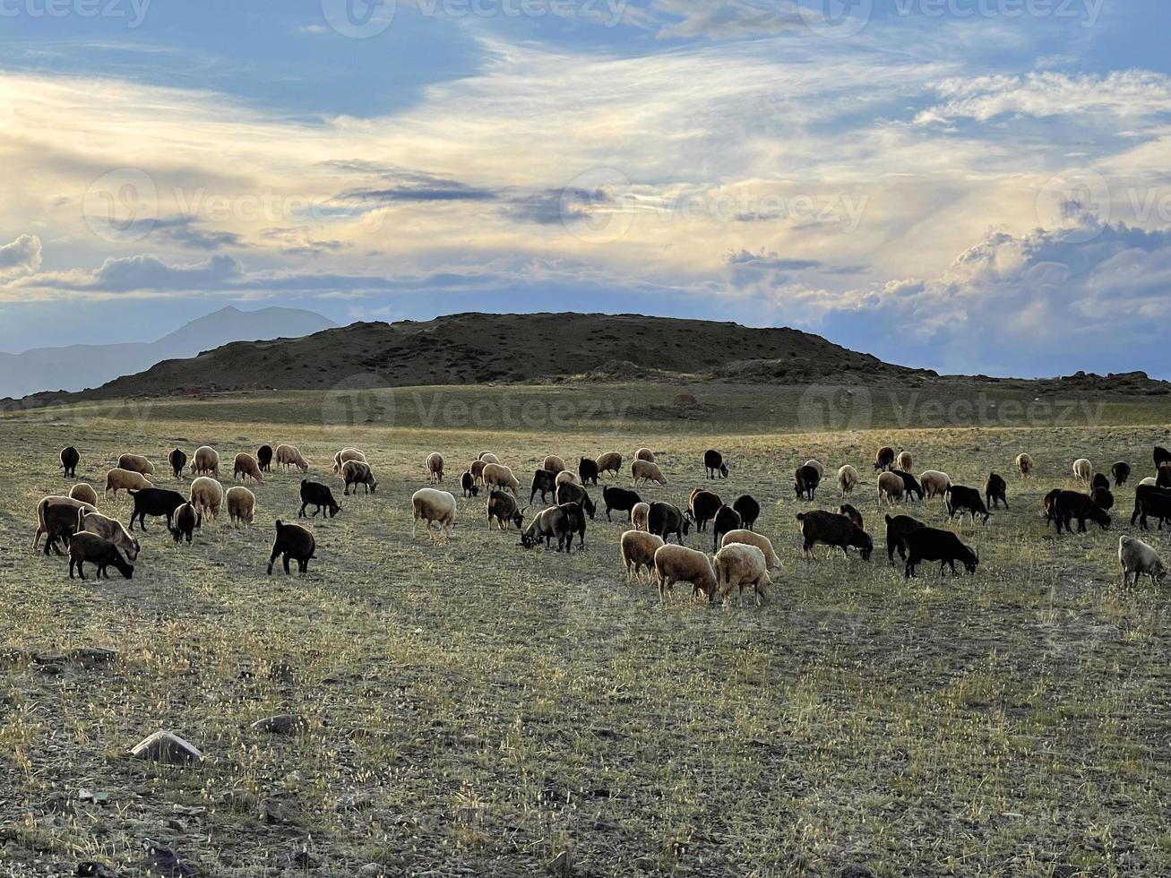 troupeau de chèvres de montagne et de moutons paissant sur une pelouse dans les montagnes en journée d'automne photo