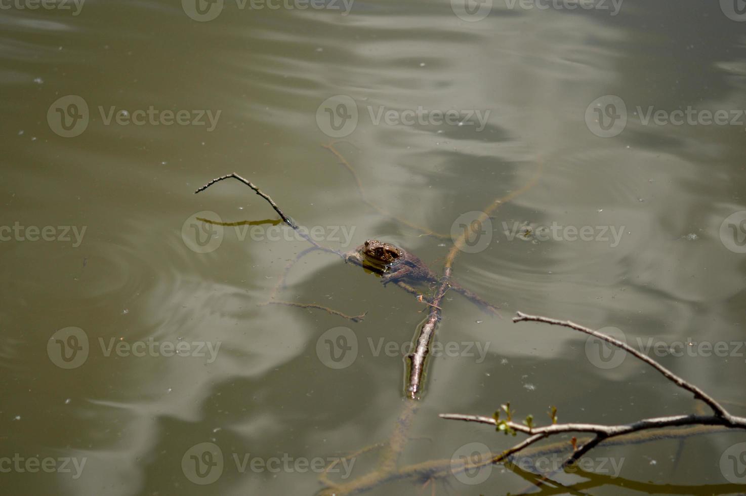 grenouille brune dans de l'eau boueuse brune, sur une branche photo