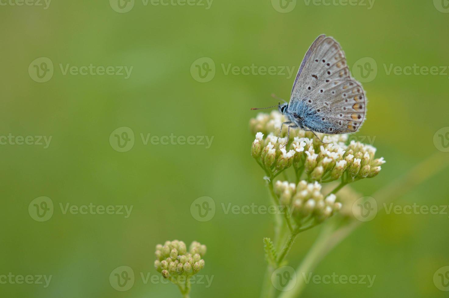 petit papillon bleu sur une fleur sauvage blanche, bleu commun photo