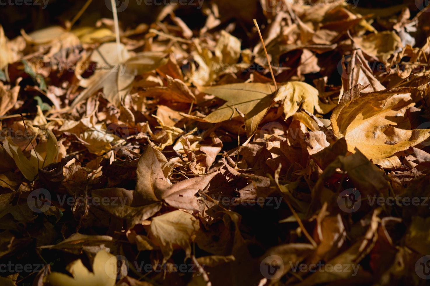 feuilles d'automne, feuilles d'automne, feuille sèche au sol. photo