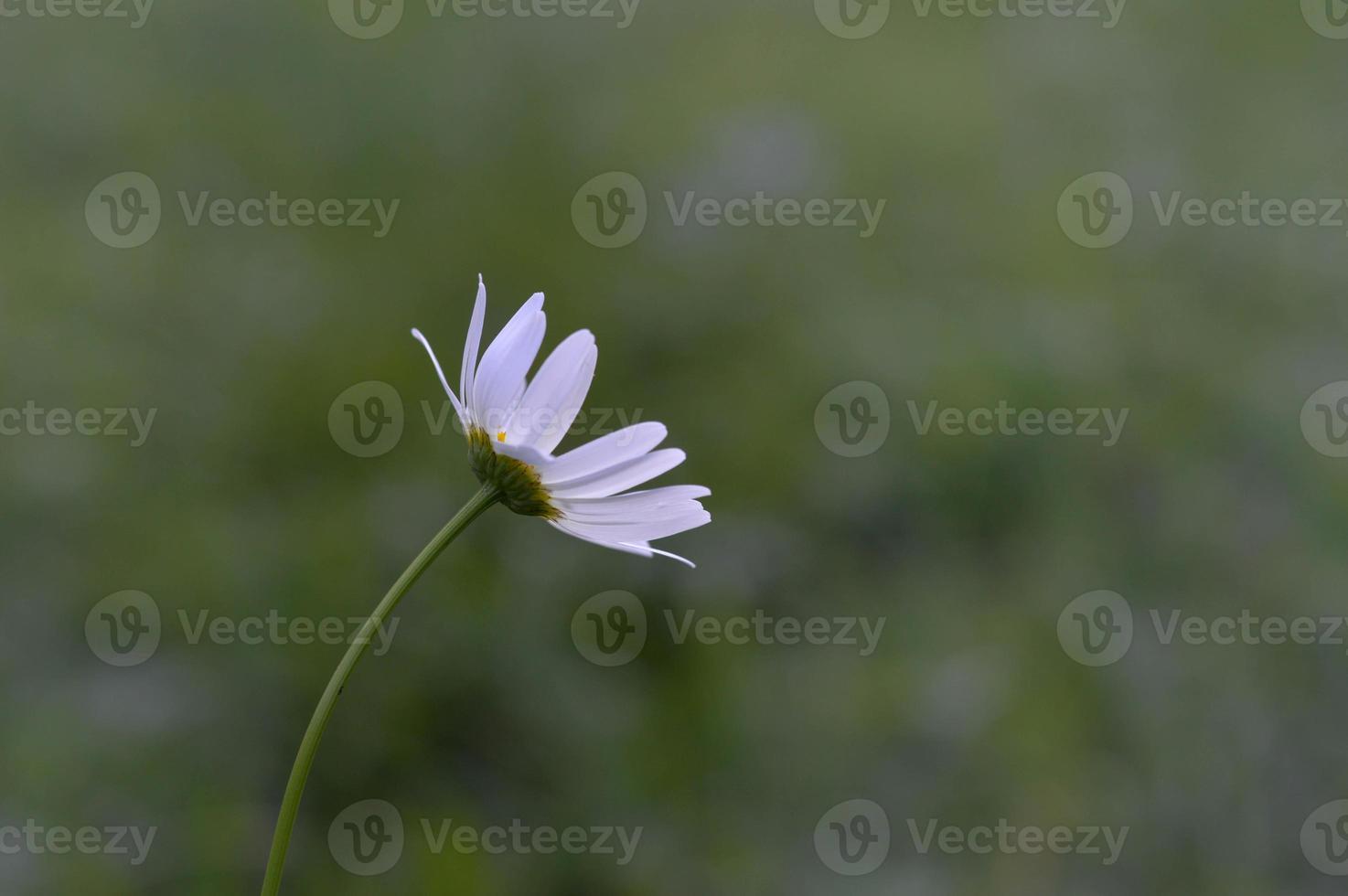 marguerite blanche, dans la nature en gros plan, fleur sauvage blanche photo