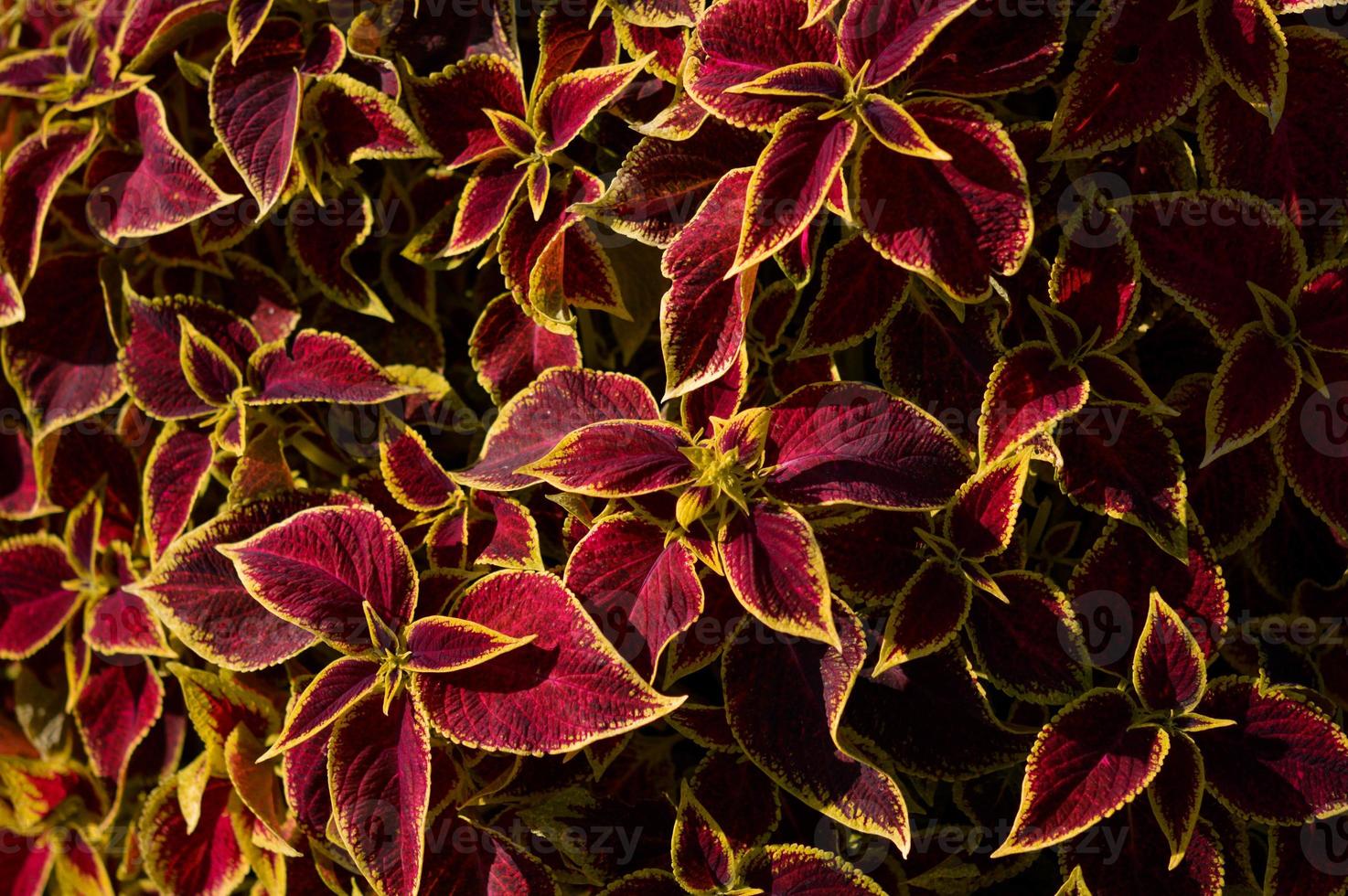 feuilles rouges et jaunes, feuille rouge bordée de jaune. plantes d'ornement. photo