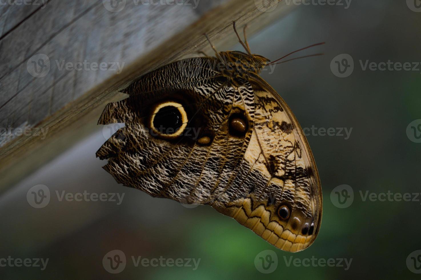 papillon hibou dans la maison des papillons, grand papillon brun photo