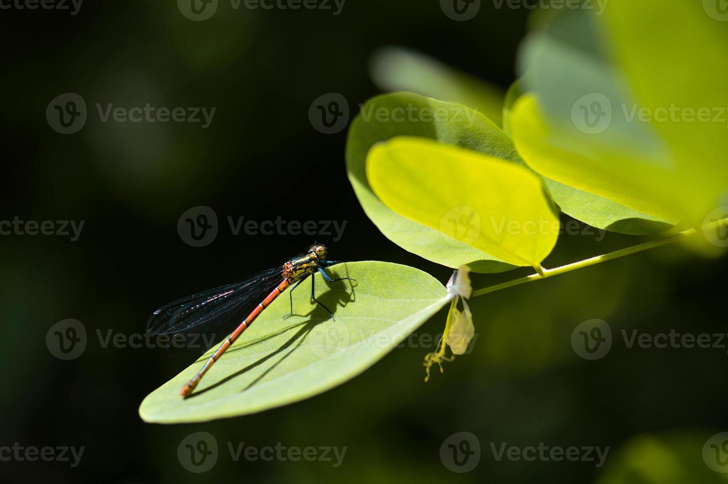 libellule rouge sur une macro de feuille verte photo