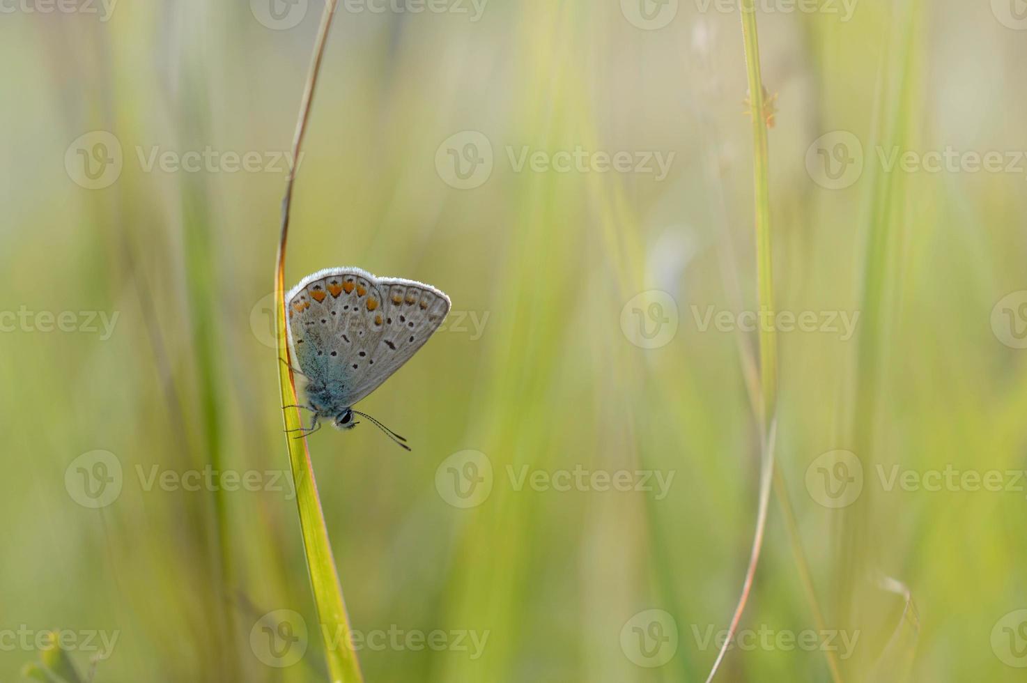 papillon bleu commun, petit papillon bleu et gris, macro photo