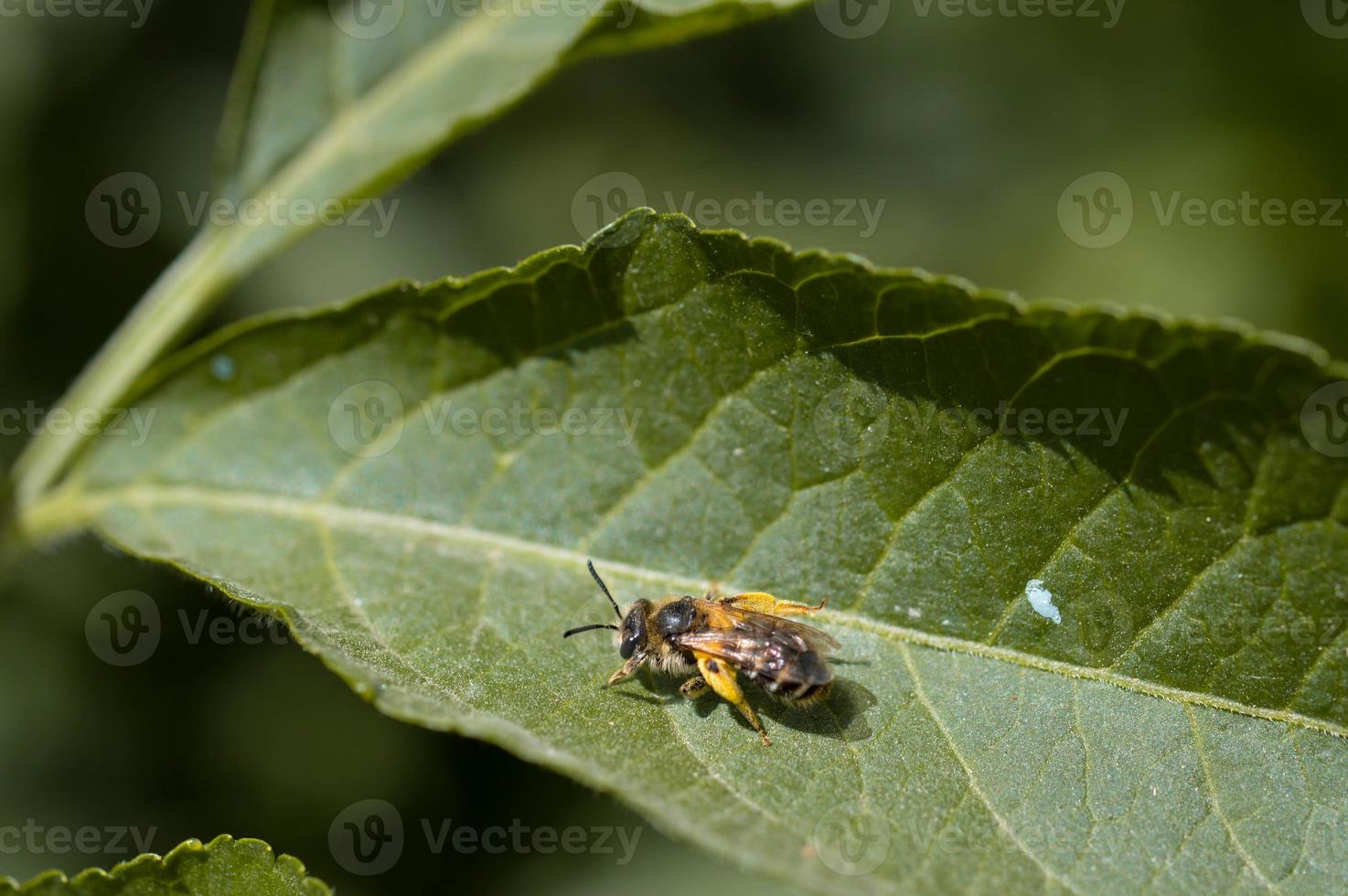 abeille sur une feuille verte, macro, pleine de pollen. photo