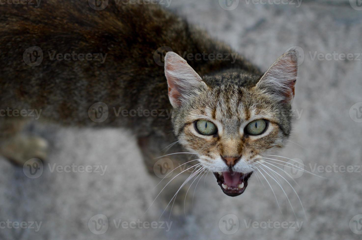 portrait de chat chat miaou, chat qui miaule, photo
