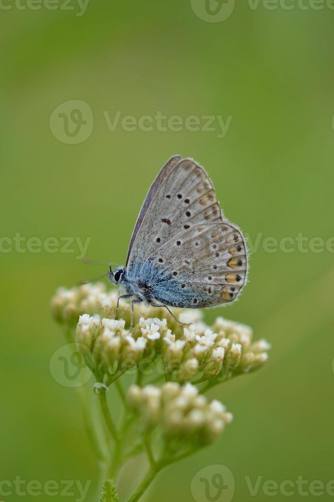 petit papillon bleu sur une fleur sauvage blanche, bleu commun photo