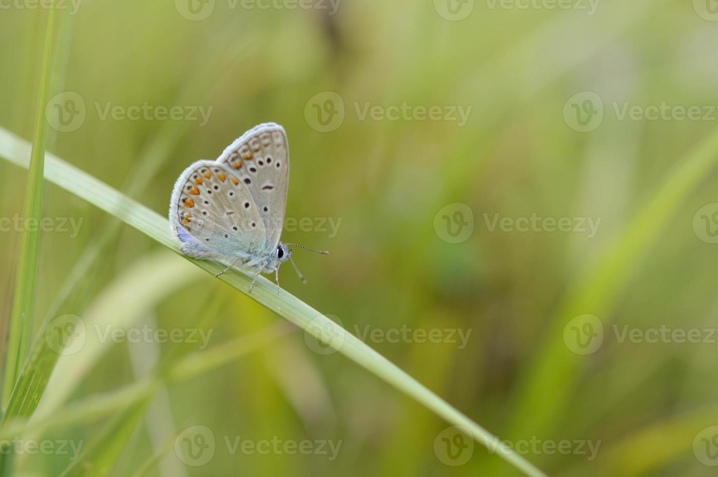 petit papillon gris et bleu sur une plante verte, macro photo