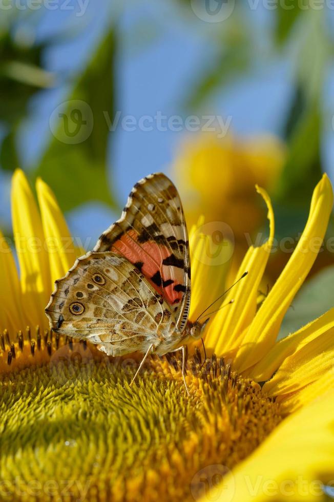 papillon amiral rouge sur un gros plan de tournesol photo