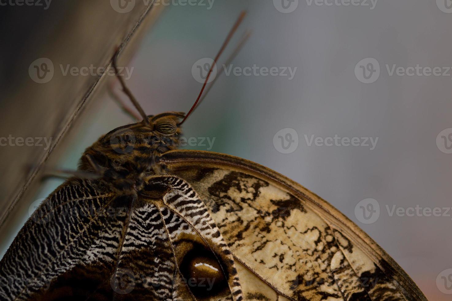 papillon hibou dans la maison des papillons, grand papillon brun photo