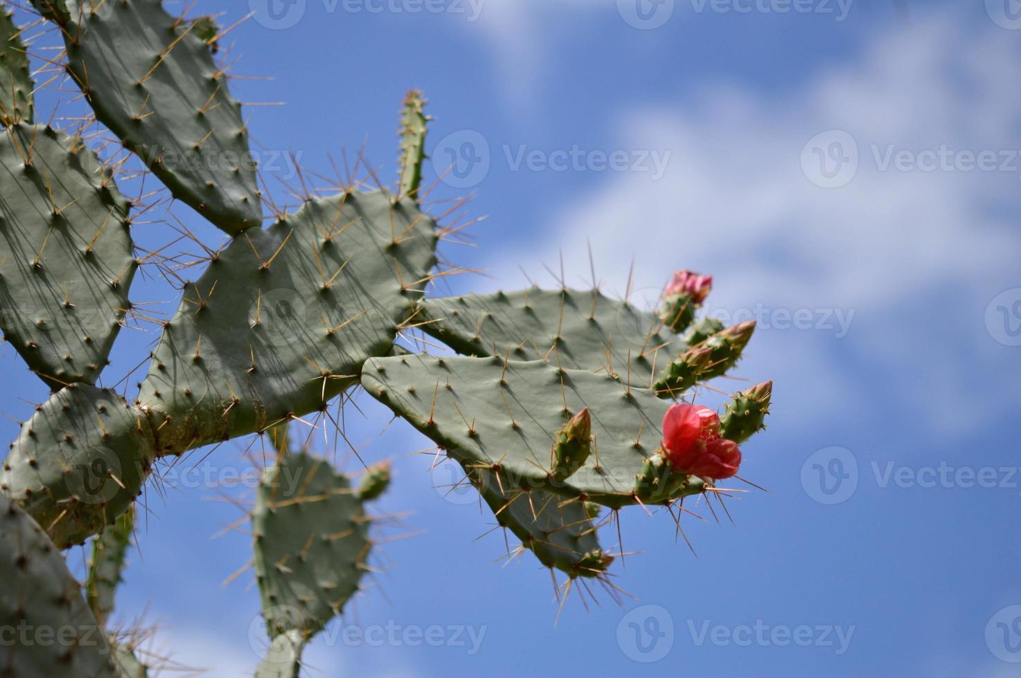 cactus, cactus épineux dans le jardin botanique photo