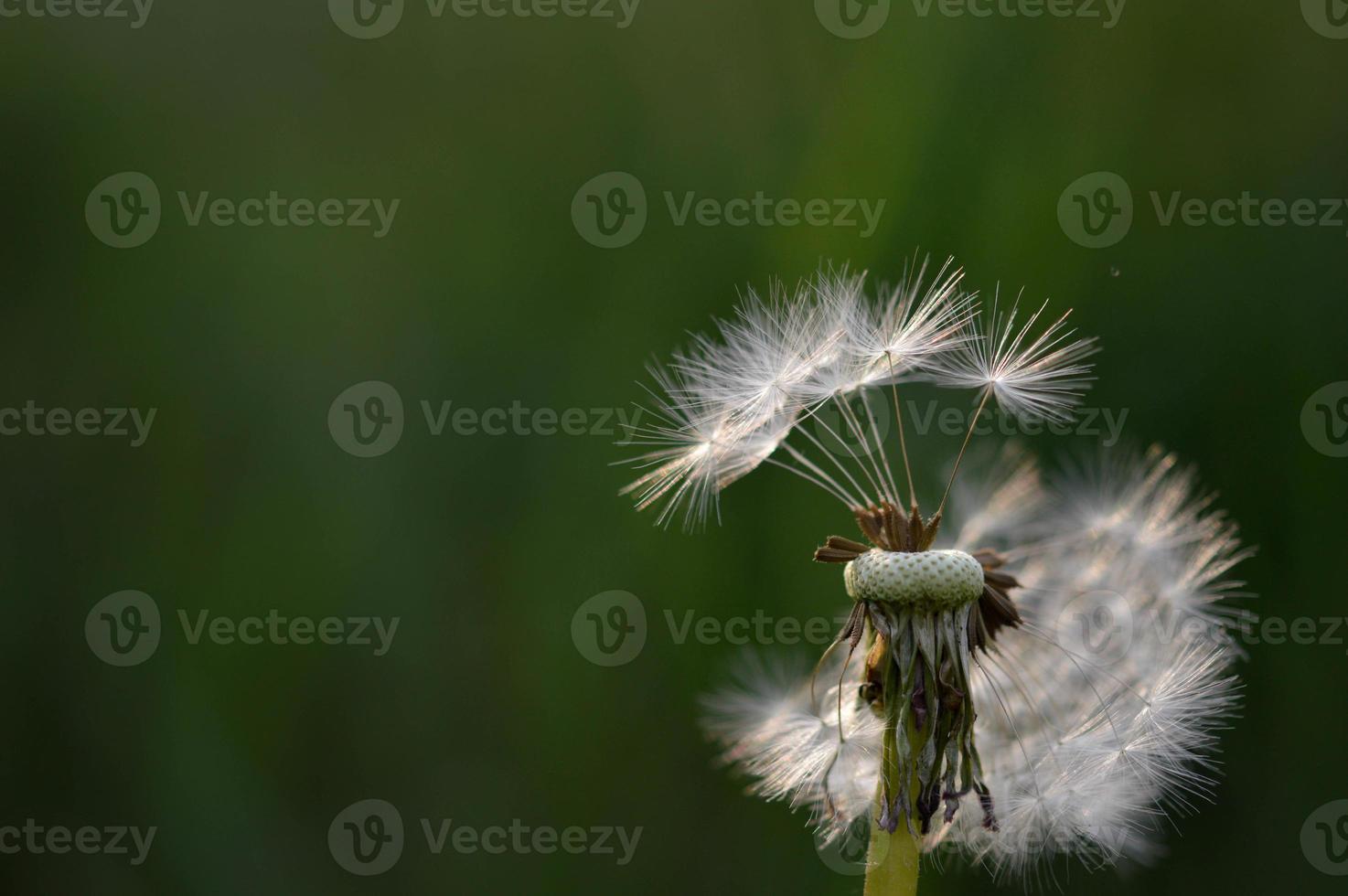 tête de graine de pissenlit moelleux en gros plan, macro de graines photo