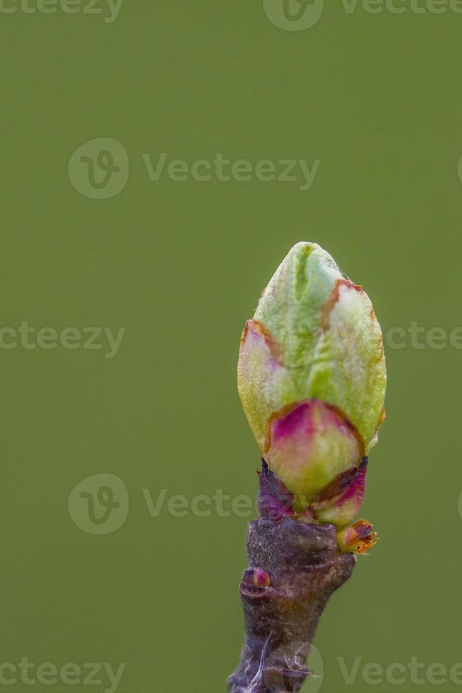 beaucoup de bourgeons frais sur une branche photo