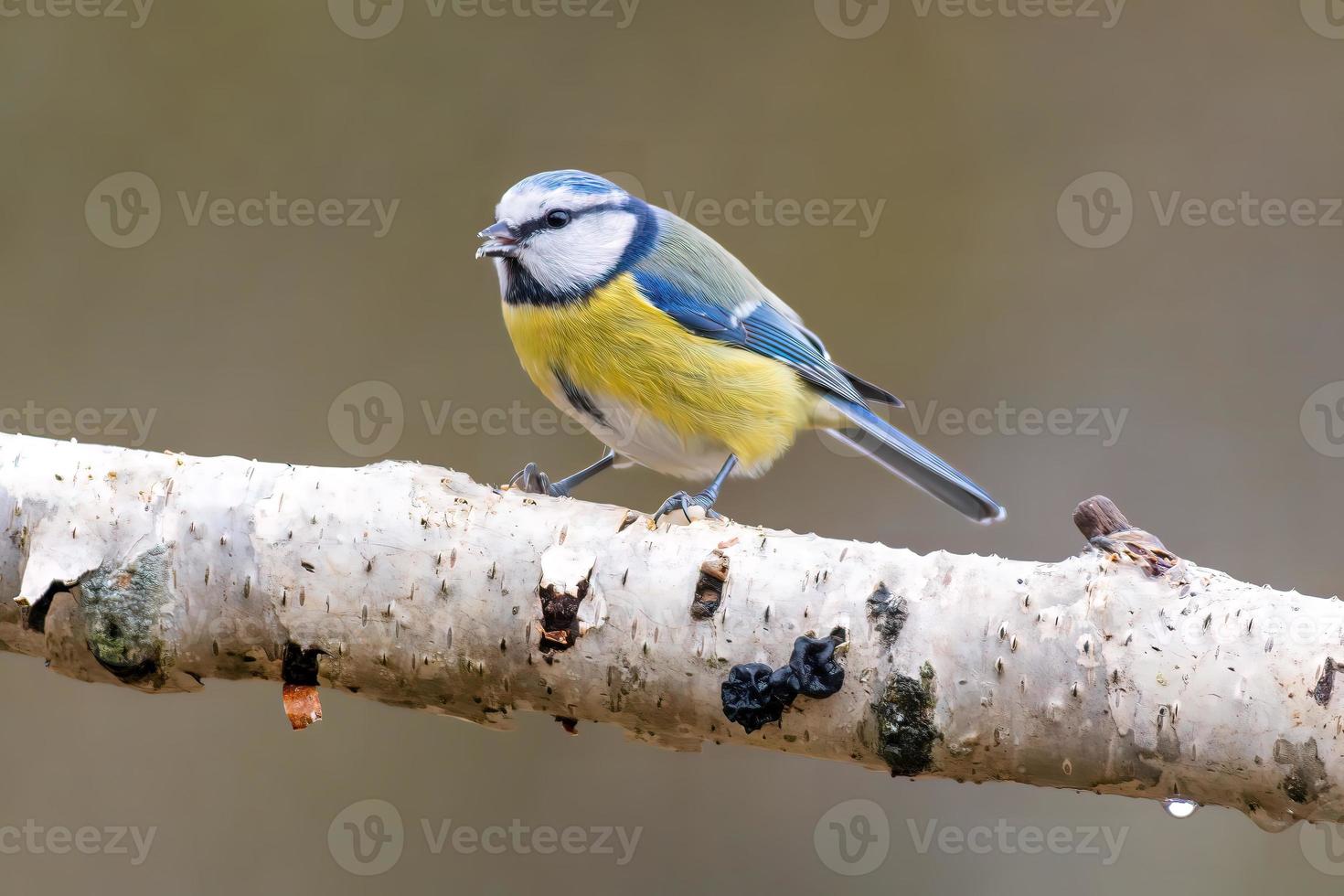 une mésange bleue est assise sur une branche photo