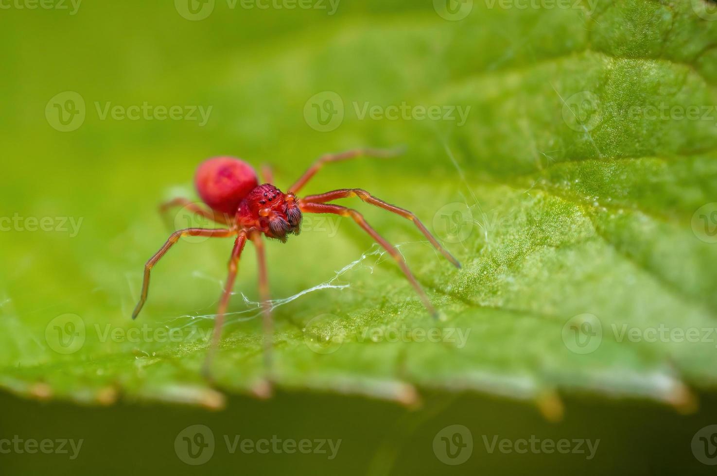 une petite araignée rouge attend sa proie sur une feuille photo