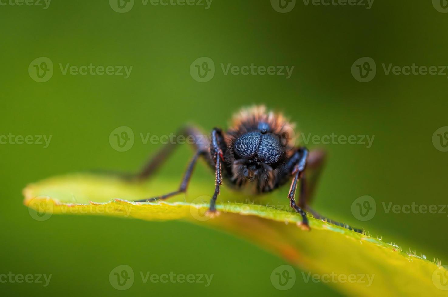 une mouche de mars est assise sur une feuille dans une forêt photo