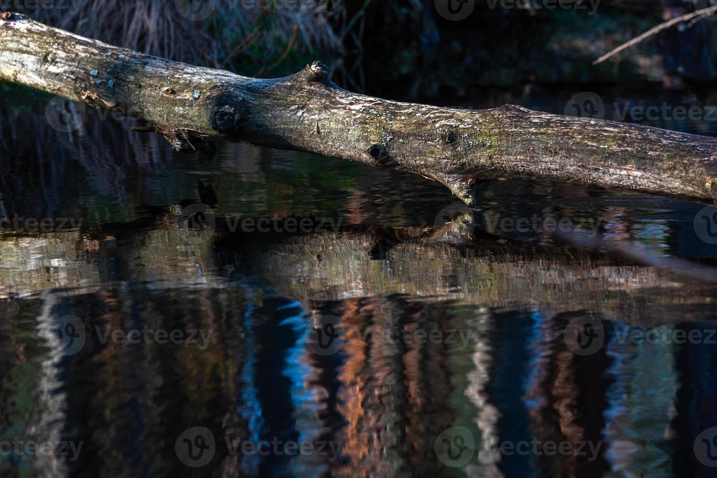 printemps dans les lacs des marais photo