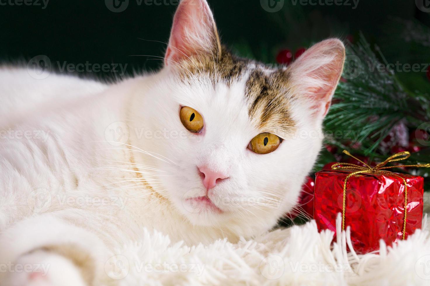 portrait en gros plan d'un chat domestique aux grands yeux jaunes se trouvant près de l'ornement de noël. carte de vacances d'hiver. photo
