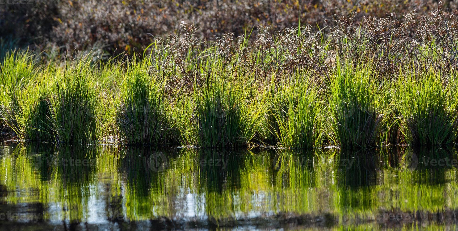 printemps dans les lacs des marais photo