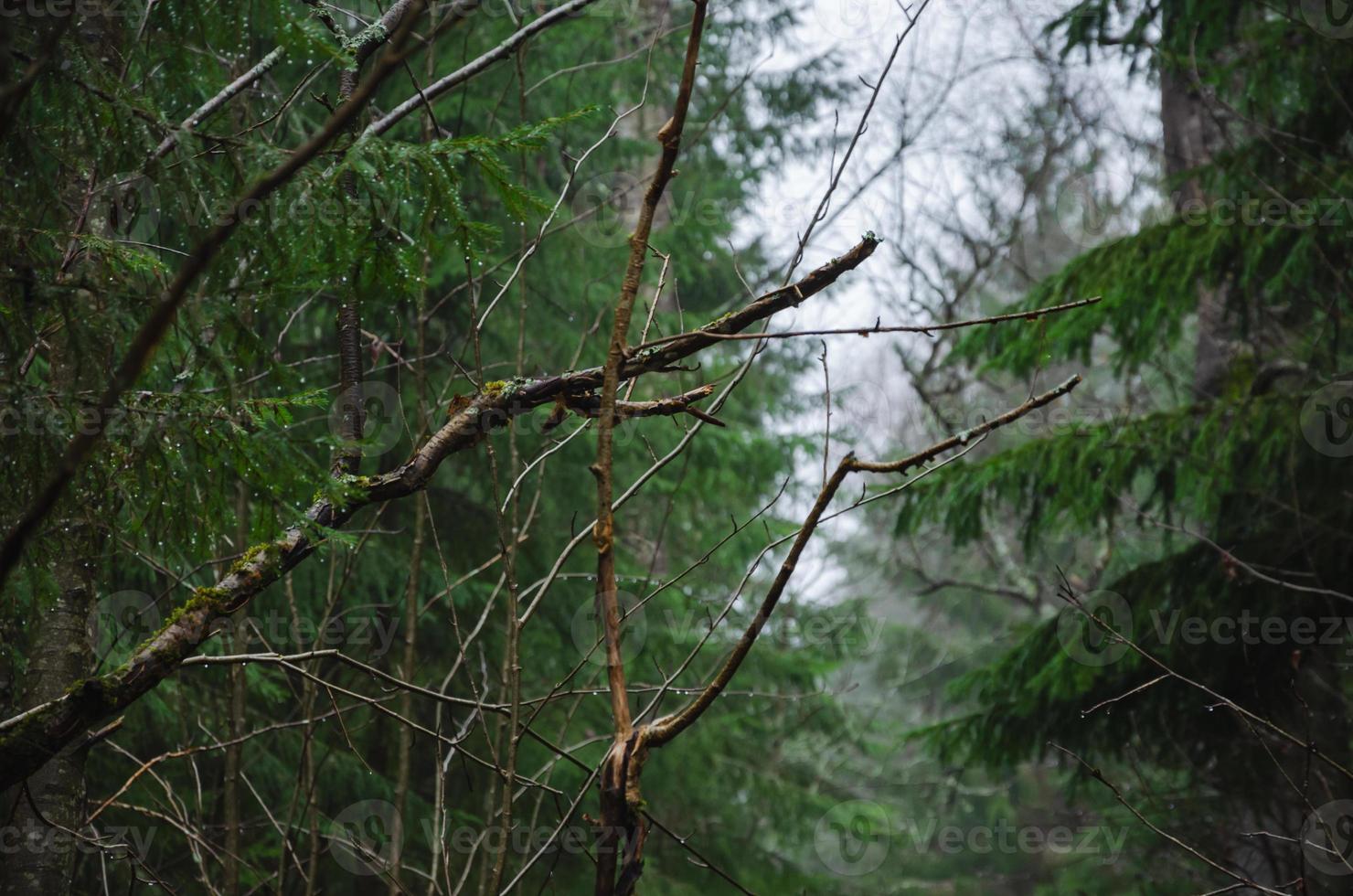 branches d'arbres dans la forêt, forêt d'épinettes sombres sous la pluie photo