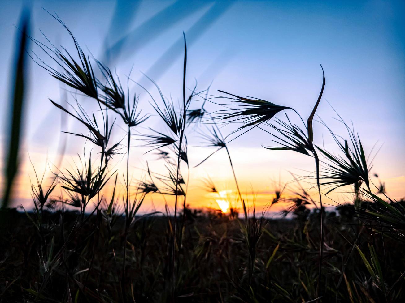 le soleil se lève sur la vaste prairie photo