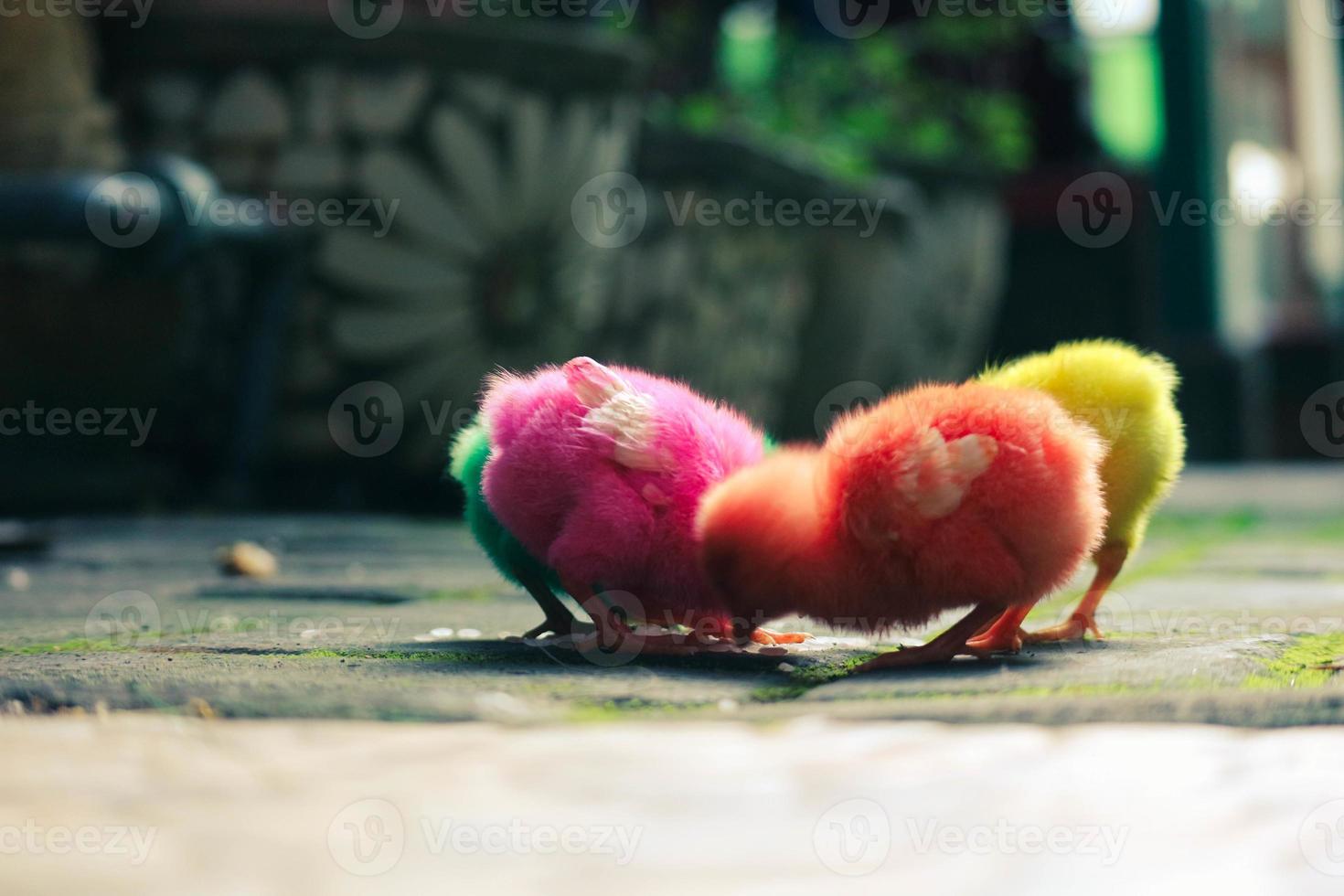 c'est une photo des poussins peints de couleurs vives.